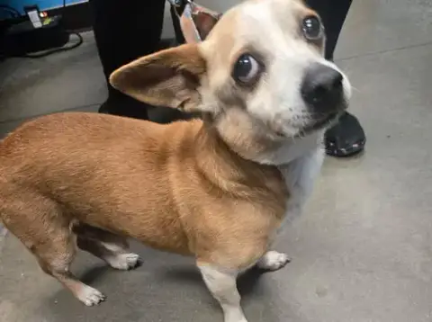 Sir