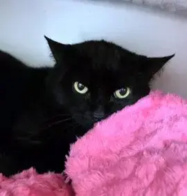 Sabrina