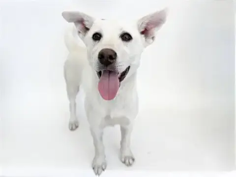 Adora