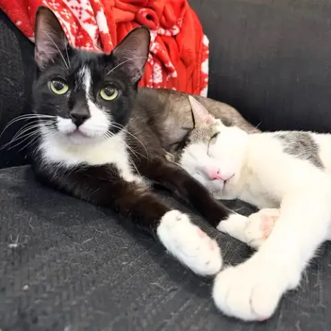 Lawrence & Leilani