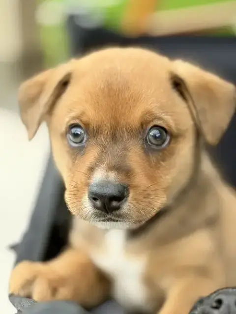 Makya