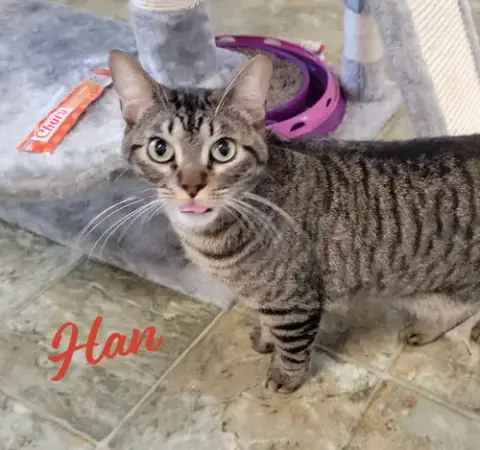 Han #Take-Charge