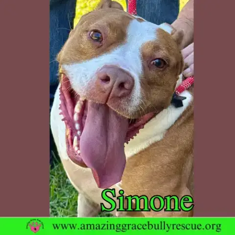 Simone photo 2