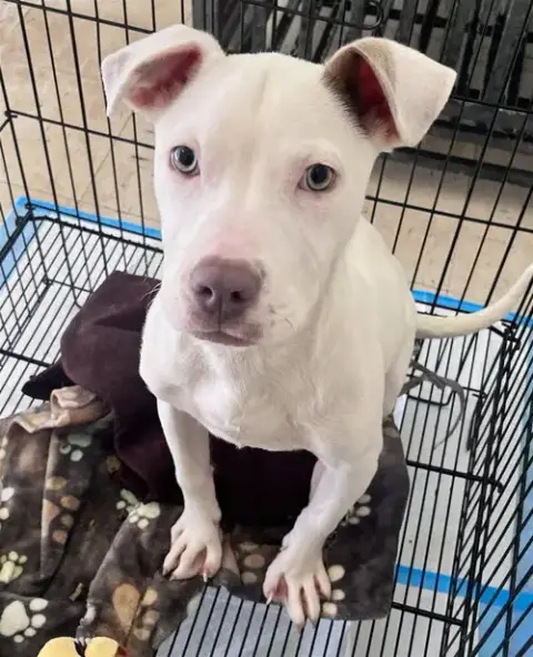 Lena