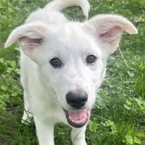 Maple