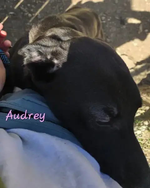 Audrey photo 2
