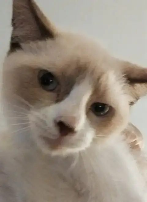 Whiskey