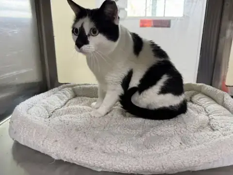 Oreo