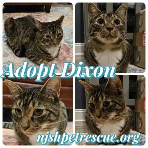 Dixon photo 2