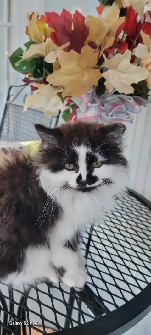 Oreo photo 2