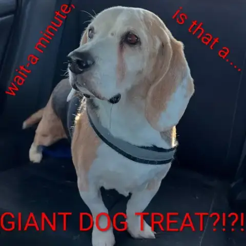 Solo-Adopted 2/15/26 W/Gunny! photo 3