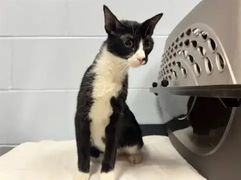 Kimi
