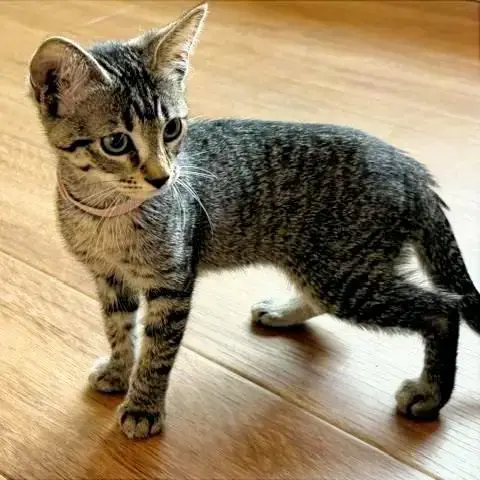 Jasmine #Tabby-Brigade photo 2