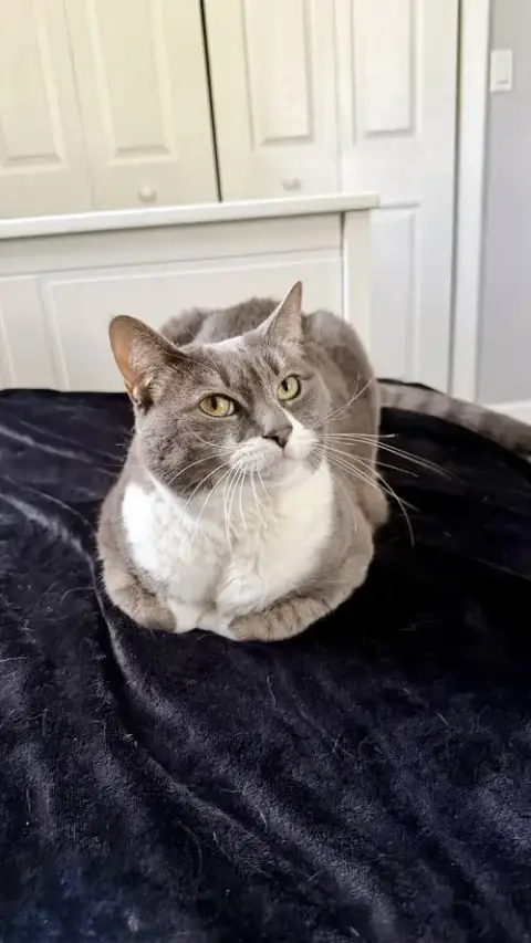 Sophia