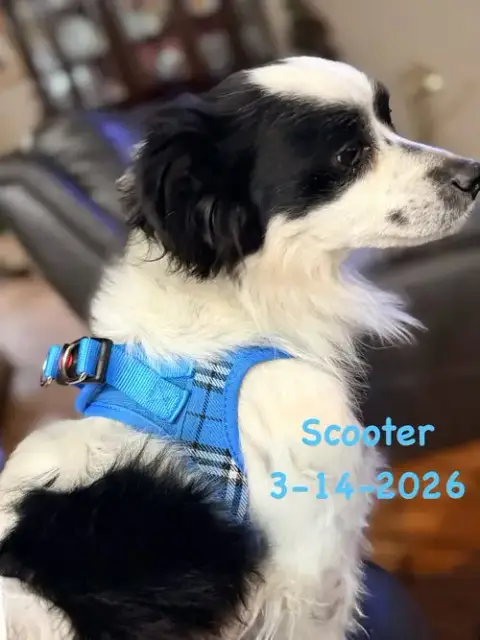 Scooter photo 4