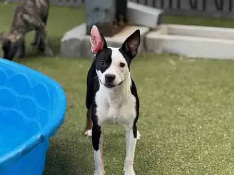 Scratch