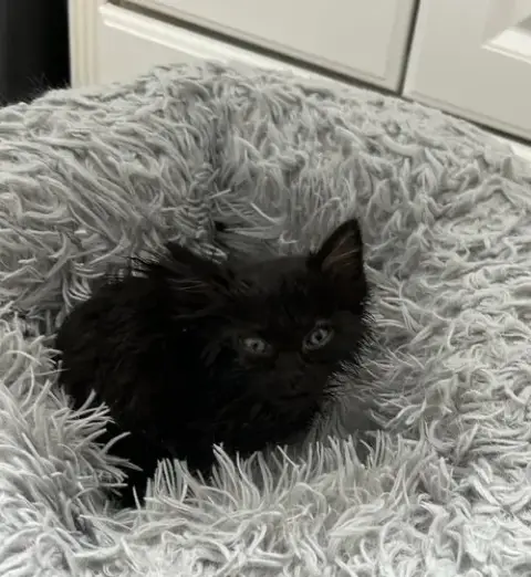 Meow Mix photo 3