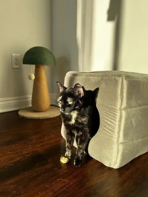Jinxie photo 3
