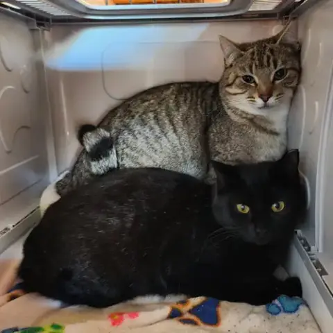 Cocoa