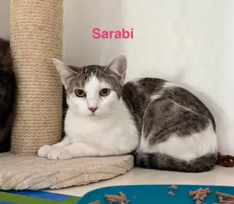 Sarabi photo 2