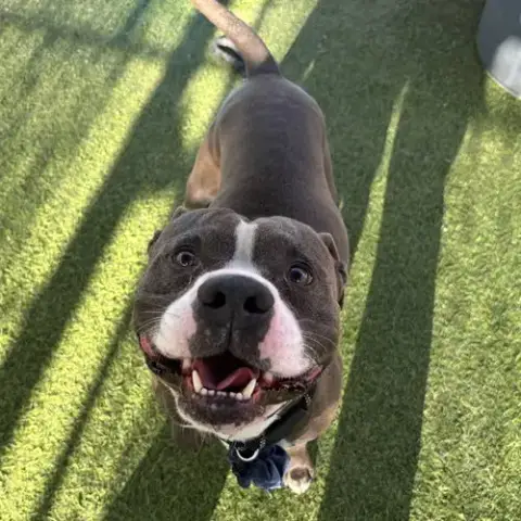 Tyson