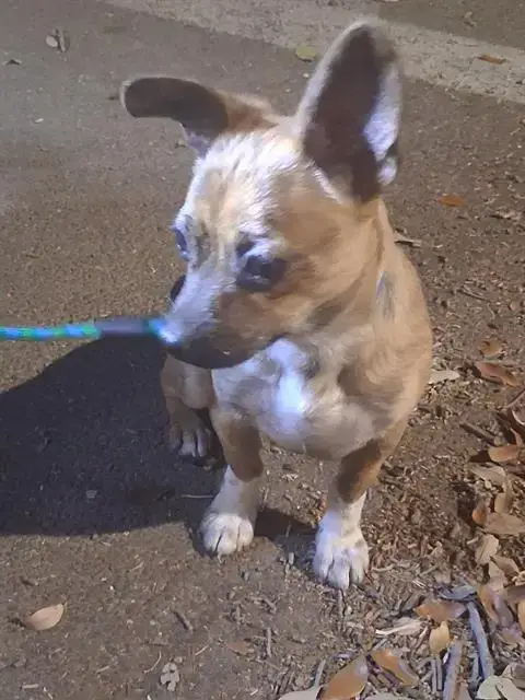 Boy
