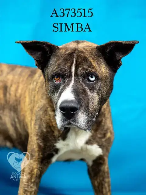 Simba