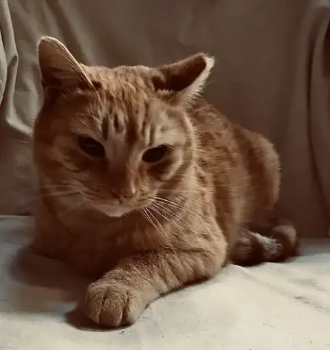 Big Orange