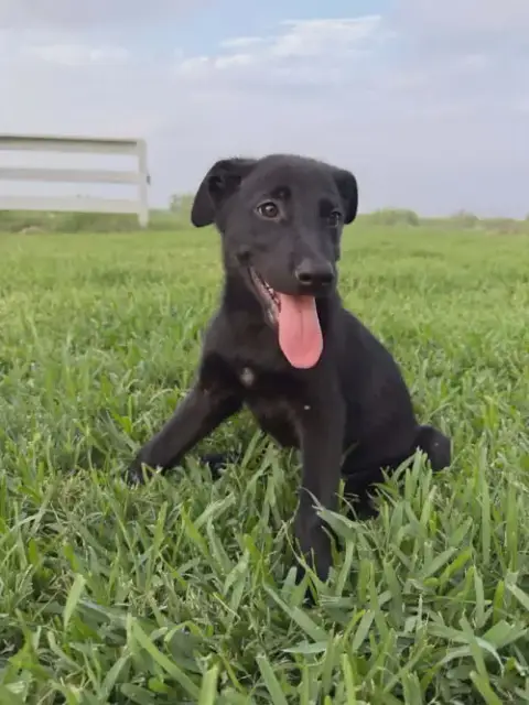 Tex