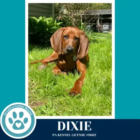 Dixie 041126
