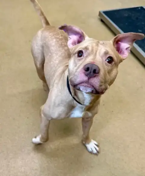 Tyson