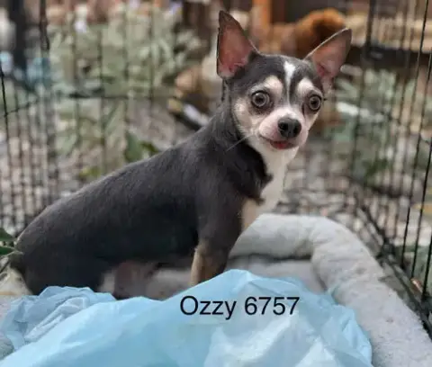 Ozzy #6757 photo 3