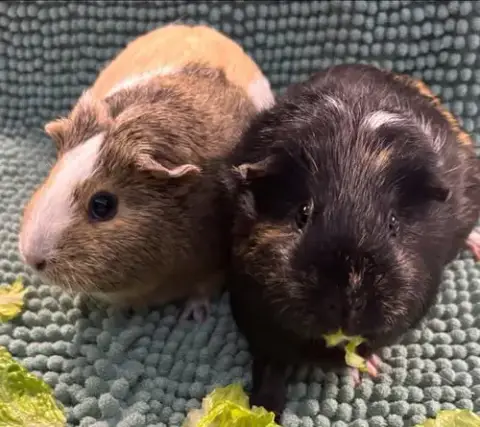 Bebe And Daisy