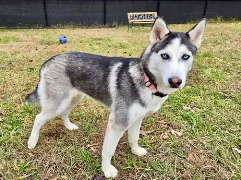 Suki photo 2