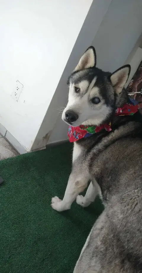 Captain Lobo photo 3