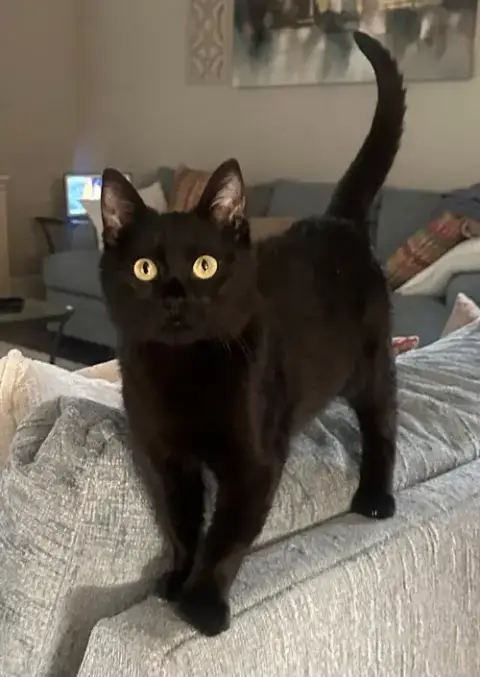 Jelly Bean