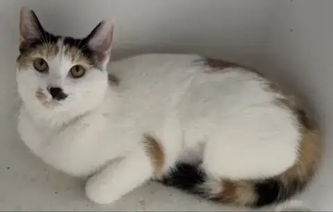 Chloe Cat photo 2