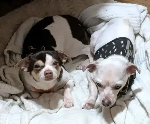 Shorty & Blanco photo 4