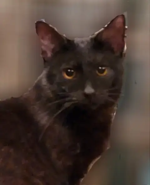 Crowfeather photo 4
