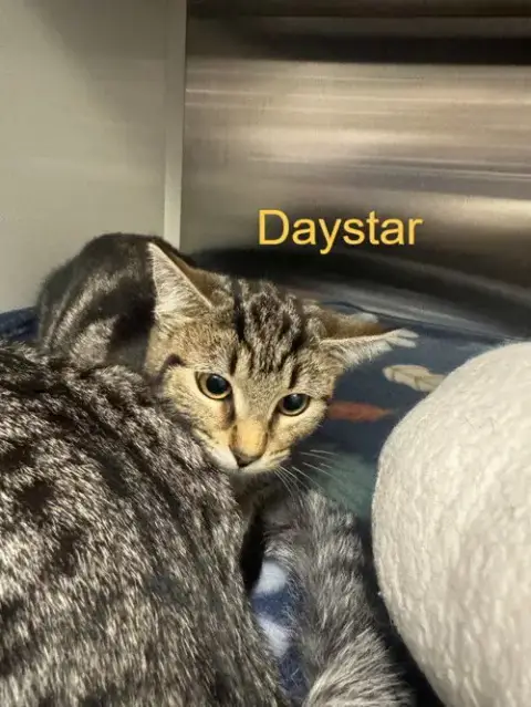 Daystar