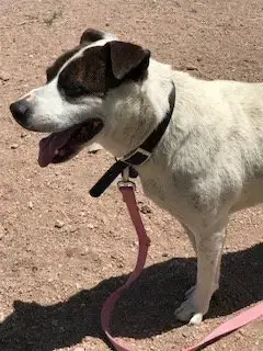 Rocky Heeler photo 4