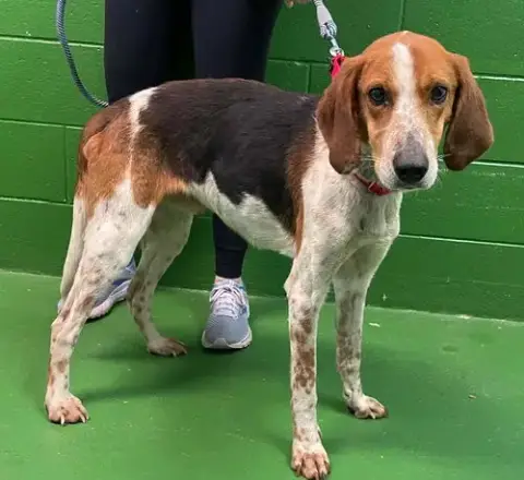 Iver: Not At The Shelter photo 4