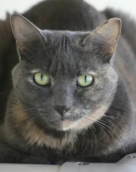 Blueberry photo 2