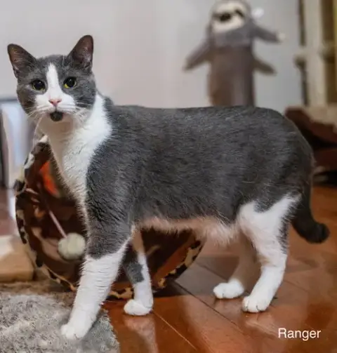 Ranger photo 3