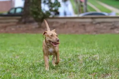 Wilbur photo 4