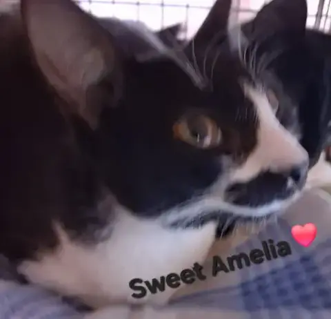 Amelia