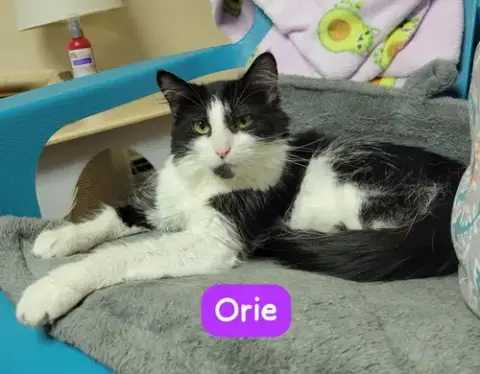 Orie photo 3