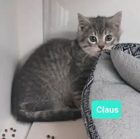 Claus photo 3
