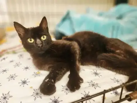 Jellybean