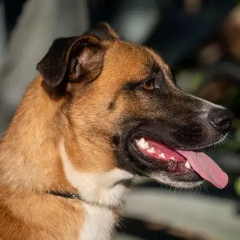 Dodger Jum* photo 2